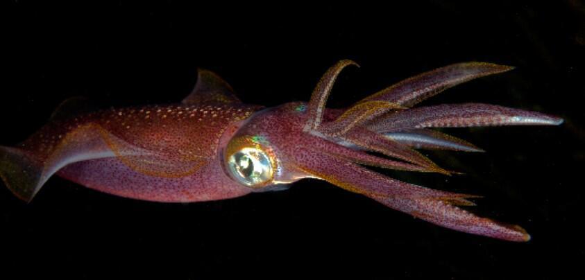 Nature's transparent creatures