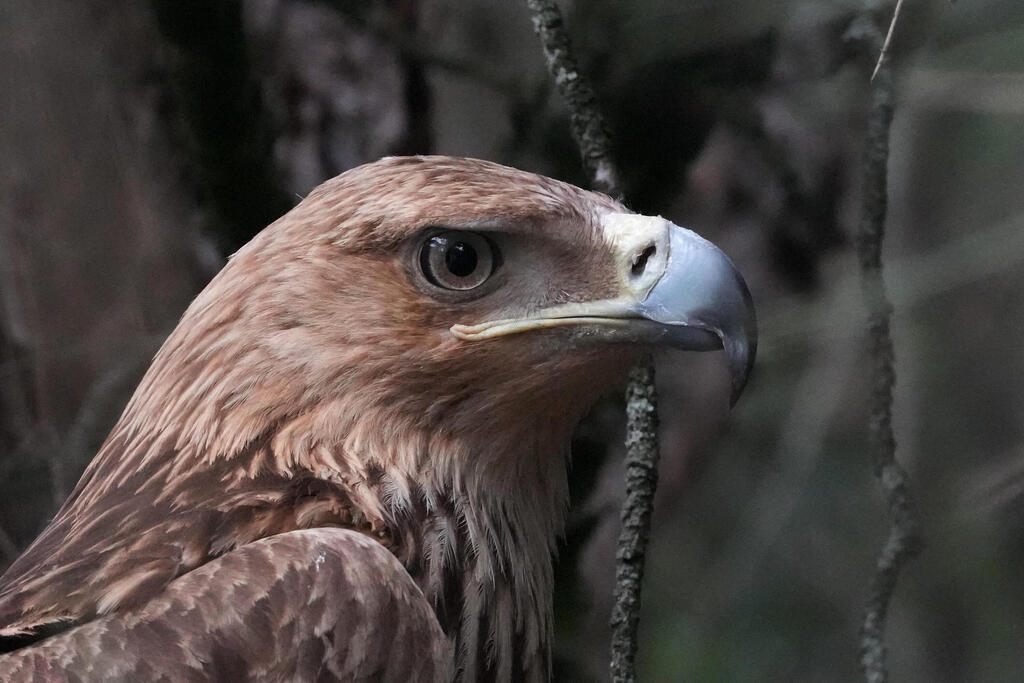 Feliks the eastern imperial eagle (Photo: Darko Vojinovic/AP) פליקס, עיט השמש מסרביה, שחולץ במבצע מורכב לאחר שנפל בשבי בסוריה