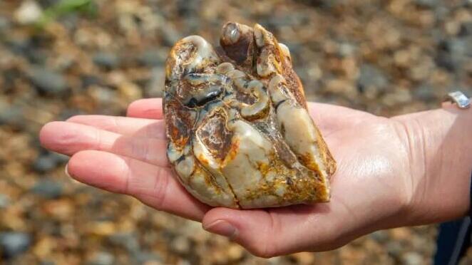 Elephant tooth 