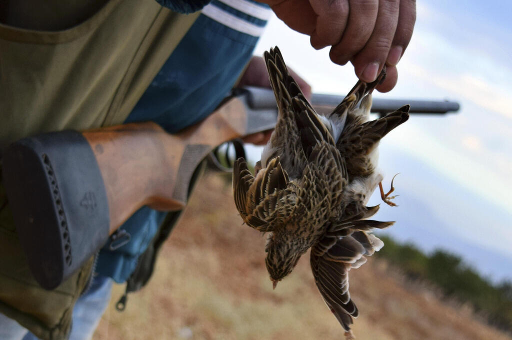 Lebanese bird poachers (Photo: Philip Issa/AP) ציד עפרוני ענק בלבנון