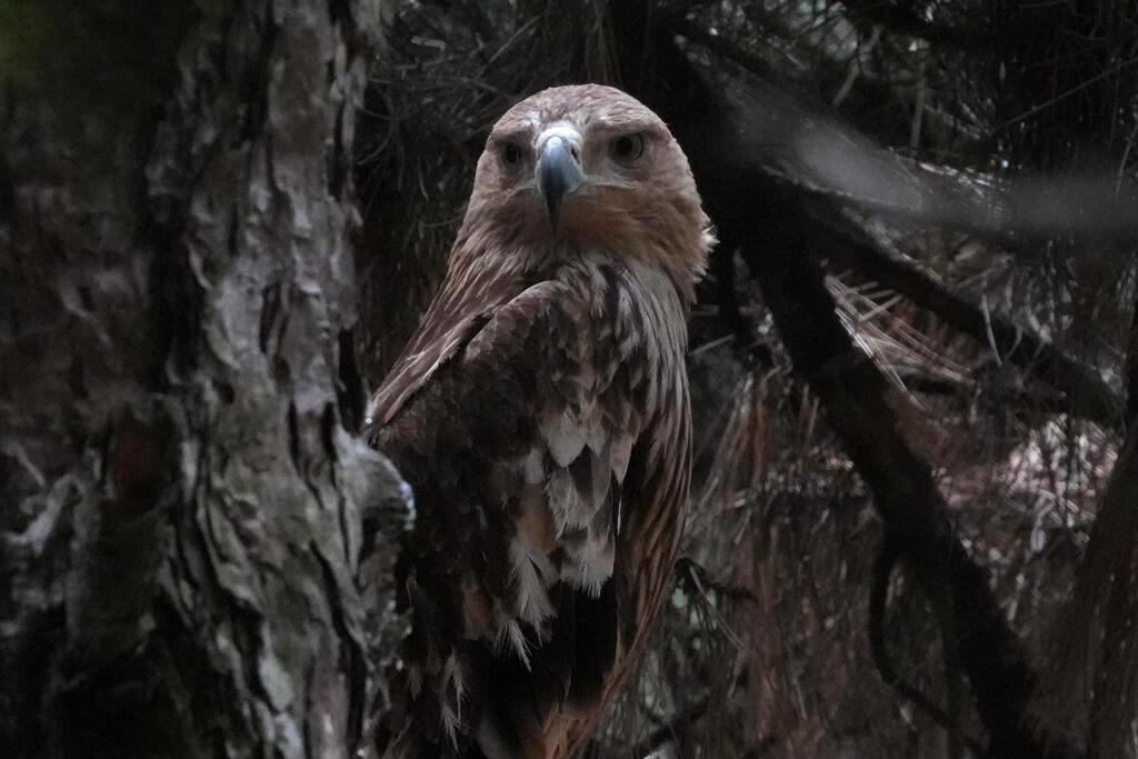 Feliks the eastern imperial eagle (Photo: Darko Vojinovic/AP) פליקס, עיט השמש מסרביה