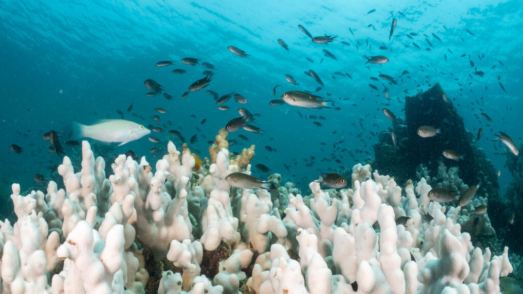 Coral reef bleached by a marine heat wave in Thailand (Photo: Sirachai Arunrugstichai/Getty Images) שונית אלמוגים שהולבנה כתוצאה מגל חום ימי שפקד את תאילנד