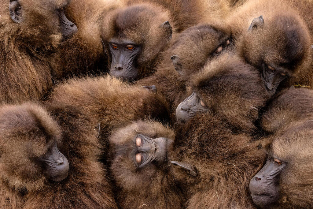 Social interaction among Gelada Monkeys in Ethiopia
(Photo: Amit Eshesl) אינטראקציה חברתיתי בין קופי הגלדה באתיופיה