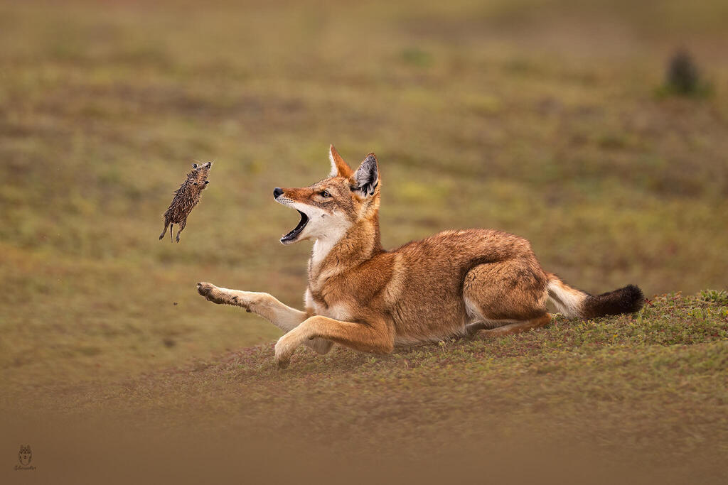 Ethiopian Wolf Hunts a Rodent
(Photo: Amit Eshel) זאב אתיופי צד מכרסם