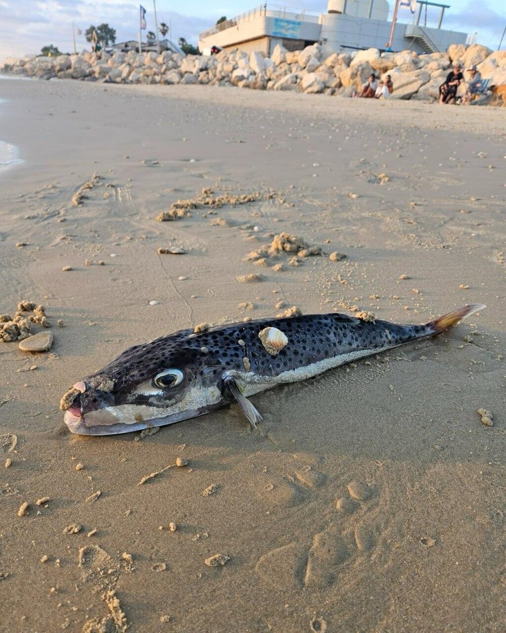 The Abu-Nafha fish (Lagocephalus sceleratus) along the shore (Photo: From the Facebook page of the Morris Kahn Marine Research Station) הדג המסוכן בחופי ישראל