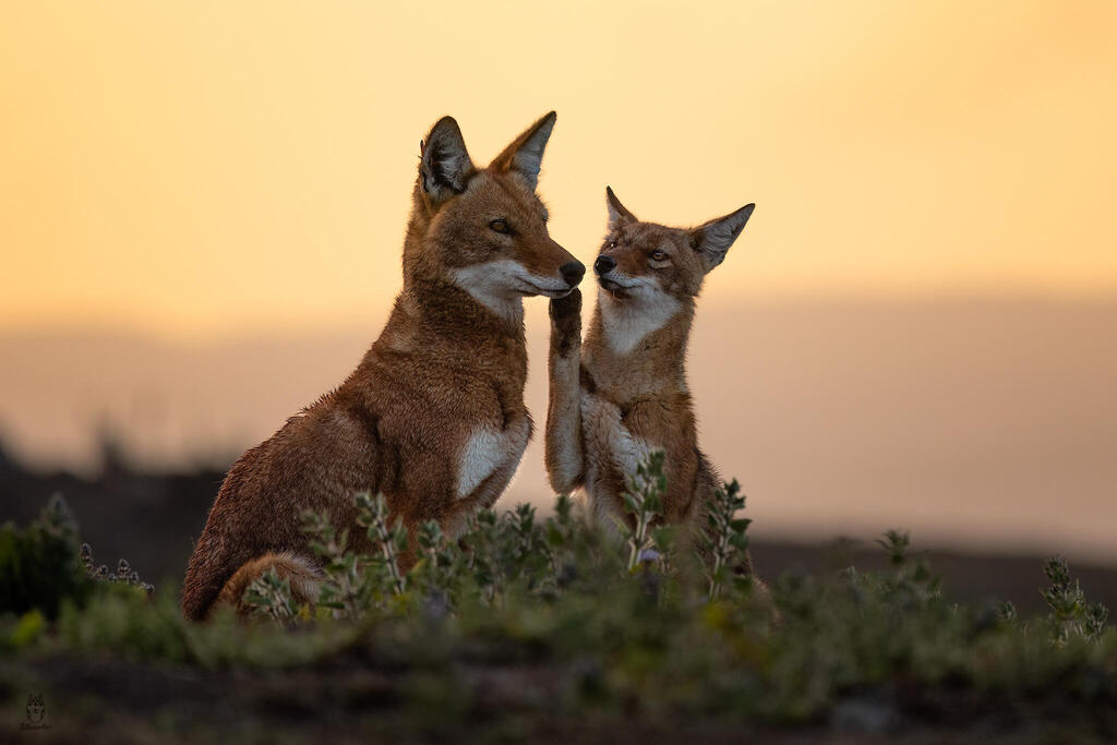Pair of Ethiopian wolves in the Ethiopian highlands (Photo: Amit Eshel) זוג זאבים אתיופיים ברמות הגבוהות של אתיופיה