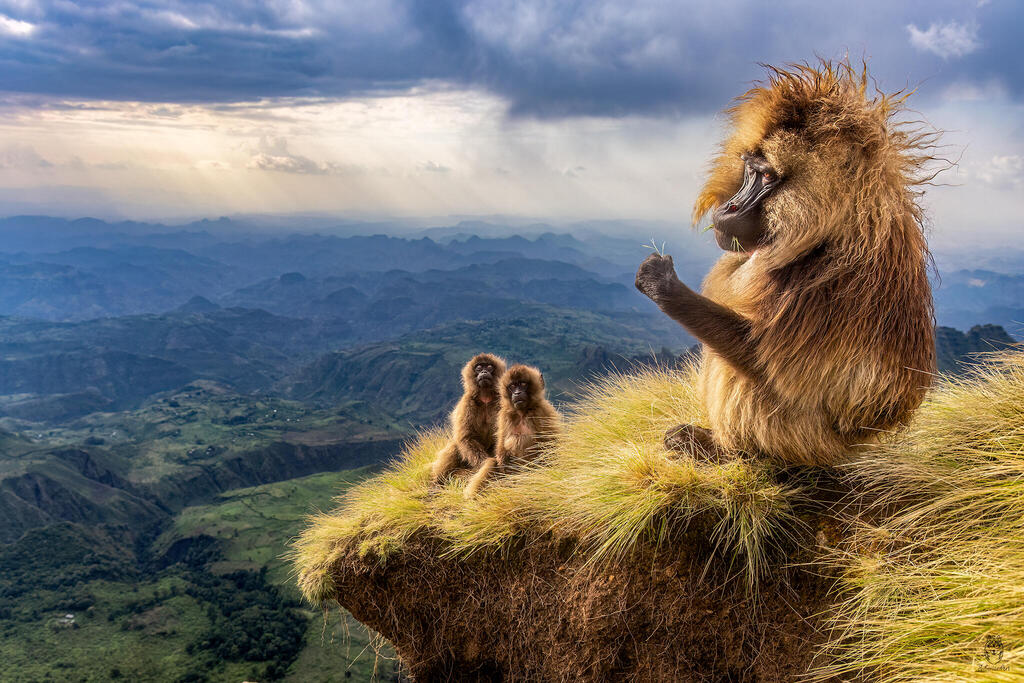 Gelada Monkeys in Ethiopia
(Photo: Amit Eshel) קופי הגלדה באתיופיה