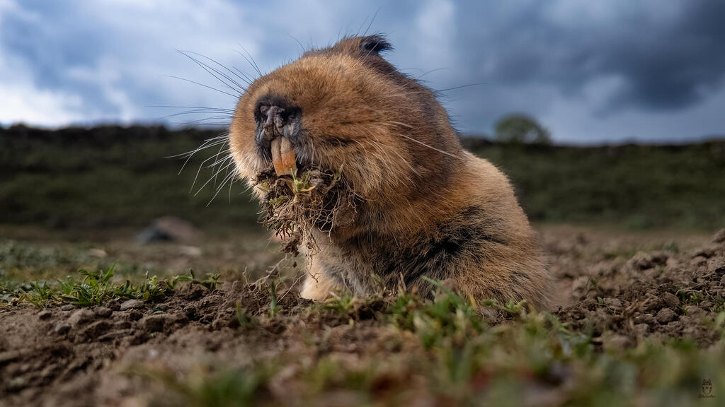 A Giant Ethiopian Mole-Rat emerges from the ground
(Photo: Amit Eshel) חולד הענק האתיופי מגיח מן האדמה