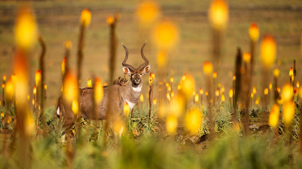 Mountain Nyala amid a sea of red Hot Poker Flowers (Photo: Amit Eshel) ניאלת ההרים בים פרחי שושן לפיד