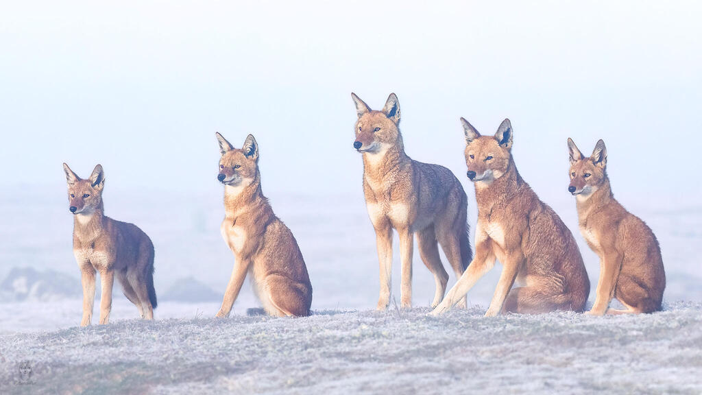 Pack of Ethiopian Wolves (Photo: Amit Eshesl) להקת זאבים אתיופיים