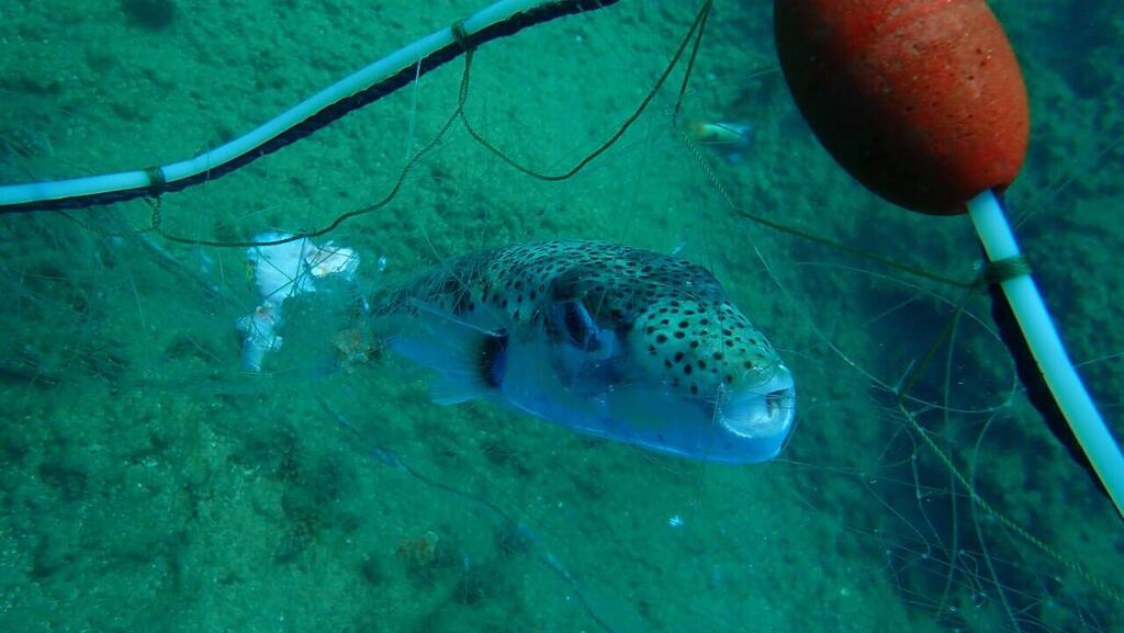 'These fish are not prohibited to catch but they are not attractive for consumption so fishermen simply leave them on the sand' (Photo: Shai Kabasa, Israel Nature and Parks Authority) הדג גורם גם נזק לדייגים
