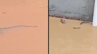 פלישת נחשים בעיר הנגז'ו סין אחרי שהוכתה שיטפון