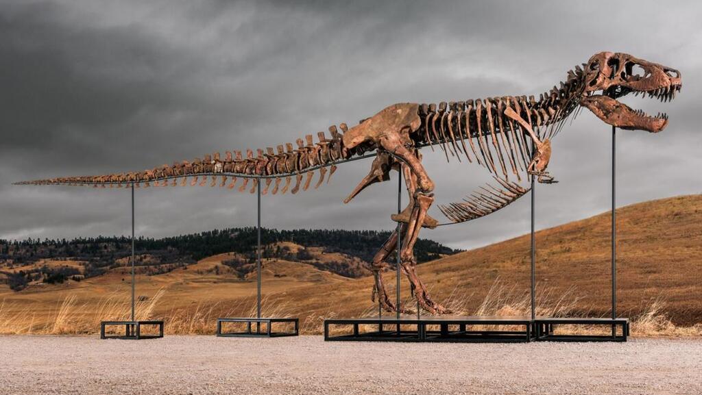 The skeleton of Gus the T. rex (Photo: Sotheby’s) השלד של גאס