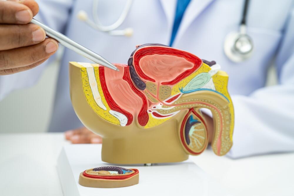 Not every enlarged prostate requires treatment (Photo: Shutterstock) מערכת רבייה גברים שופכה ערמונית