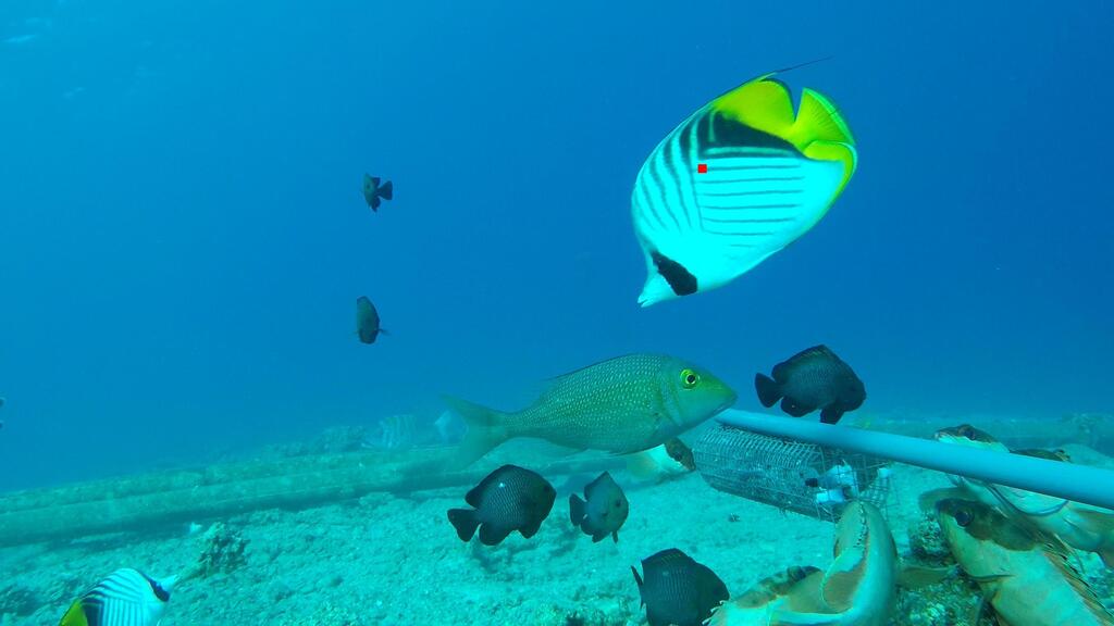 Fish examined as part of the study (Photo: Tel Aviv University) דגים שנבחנו במסגרת המחקר