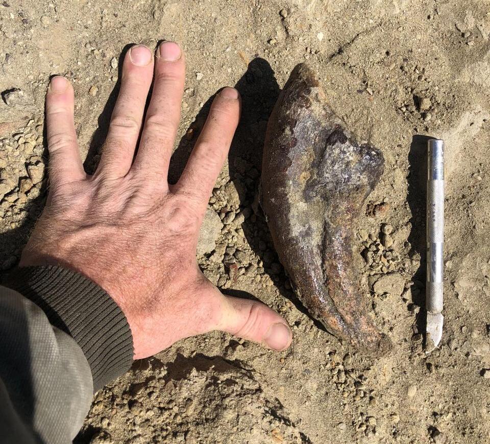 One of the skeleton's teeth (Photo: Sotheby’s) שן מתוך השלד