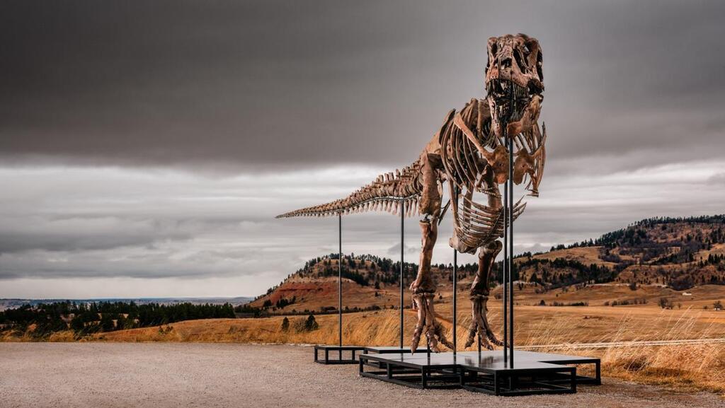 The skeleton was assembled in a predatory pose on a steel frame (Photo: Sotheby’s) השלד של גאס