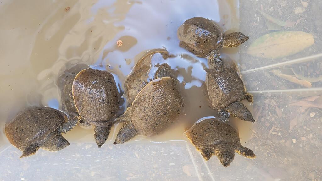 Softshell turtle (Photo: Eti Nefrin, Israel Nature and Parks Authority) צב רך