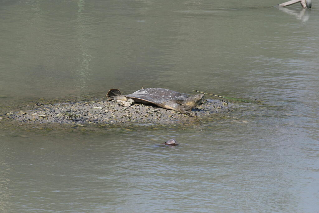 Most of Israel’s softshell turtle breeding activity takes place in coastal streams (Photo: Dotan Rotem, Israel Nature and Parks Authority) צב רך בנחל תנינים