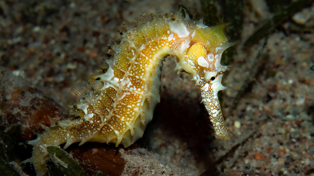 A seahorse (Photo: Maayan Neiger Rahmilevitz) סוסון ים
