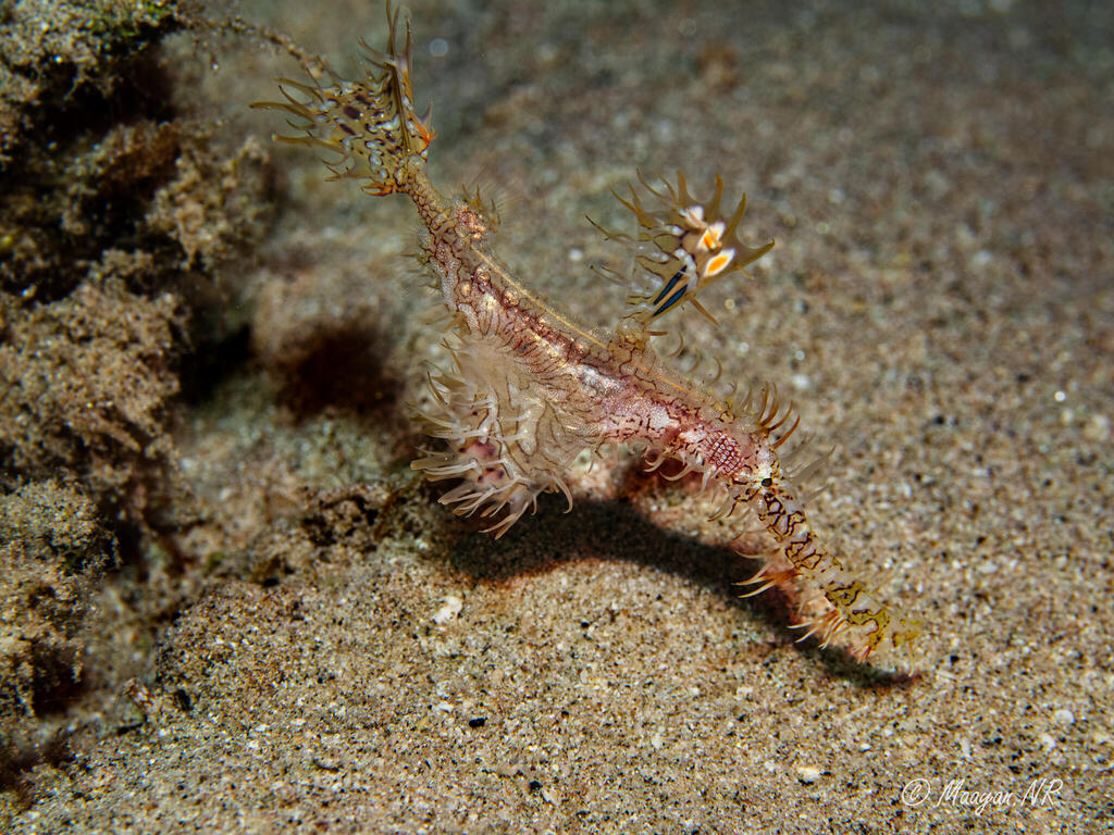 Some seahorse species are endangered or close to being classified as such (Photo: Maayan Neiger Rahmilevitz) סוסון ים