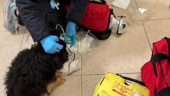 MDA EMT Shoval Katzin giving Cora oxygen