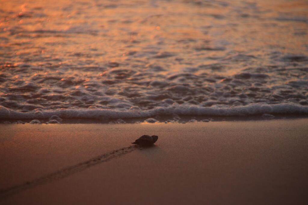 Loggerhead sea turtle hatchling at Ashkelon National Park. It washed ashore several hours after entering the sea and was taken for treatment (Photo: Daniel Haddad) Loggerhead sea turtle hatchling at Ashkelon National Park. It washed ashore several hours after entering the sea and was taken for treatment