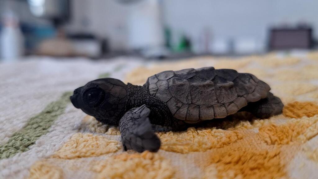 Photo: Daniel Haddad Loggerhead sea turtle hatchling at Ashkelon National Park. It washed ashore several hours after entering the sea and was taken for treatment