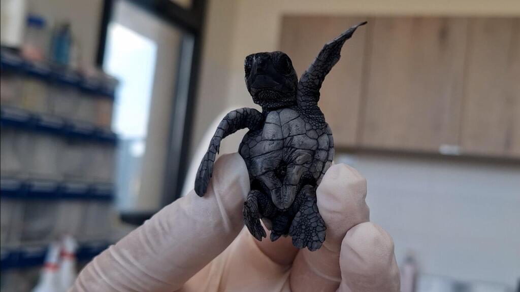 Loggerhead sea turtle hatchling at Ashkelon National Park. It washed ashore several hours after entering the sea and was taken for treatment (Photo: Daniel Haddad) Loggerhead sea turtle hatchling at Ashkelon National Park. It washed ashore several hours after entering the sea and was taken for treatment