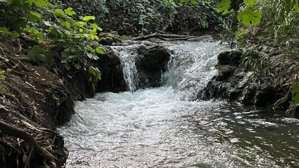 Dan Stream channel (Photo: Ben Pershitz) פלג נחל דן
