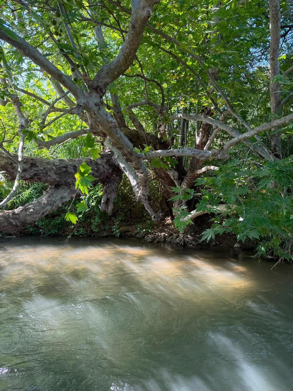 The Banias near Nabi Yehuda (Photo: Ben Pershitz) הבניאס, ליד נבי יהודה