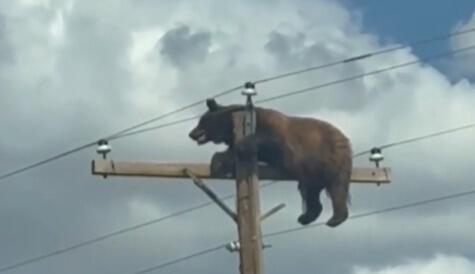 The bear on the power pole (Photo: Social media) הדוב על עמוד החשמל