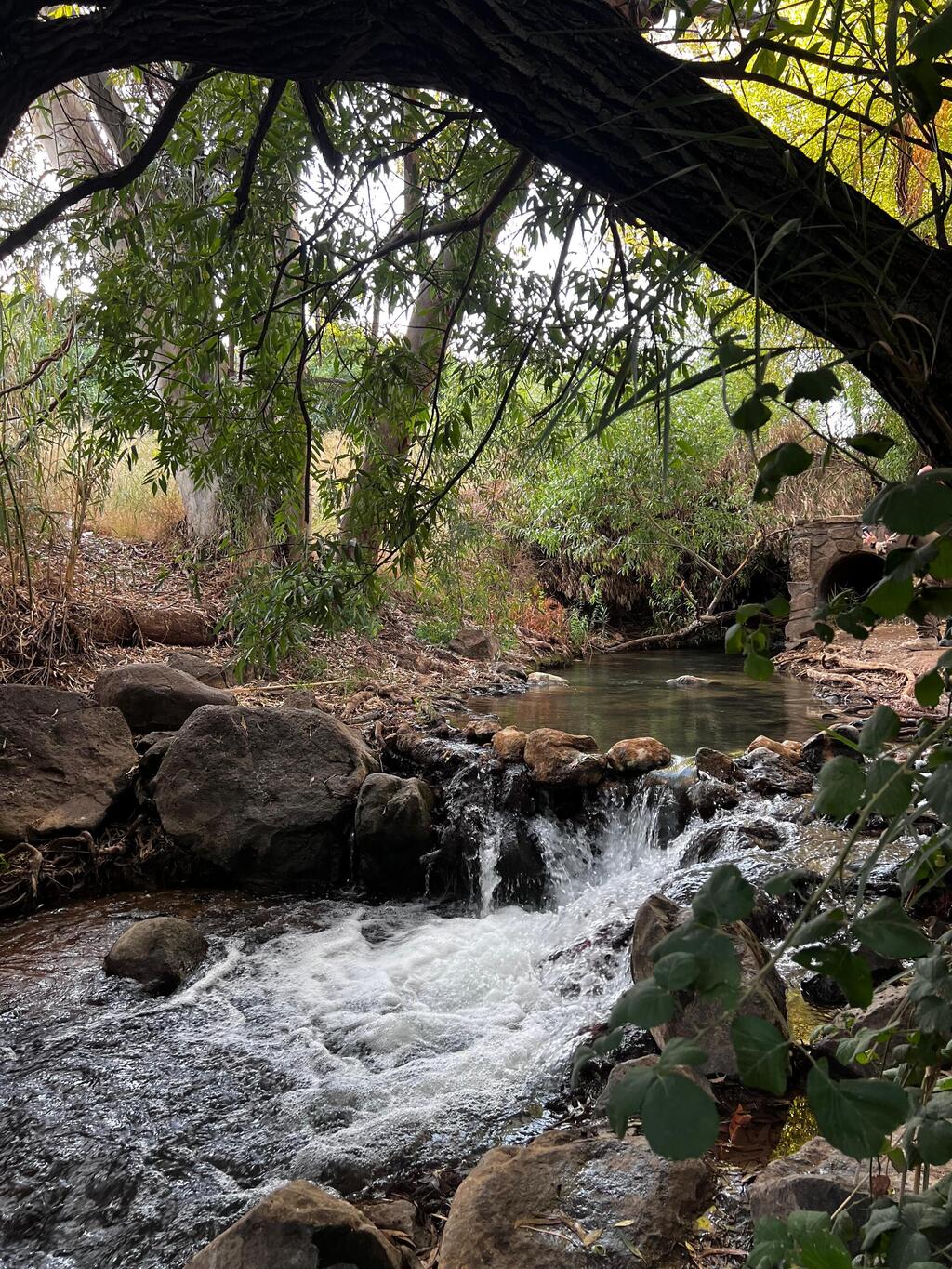 The spot along the Ayun Stream near Kfar Yuval (Photo: Ben Pershitz) הפינה בנחל עיון ליד כפר יובל