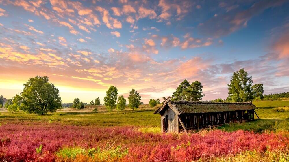 Lüneburg Heath, Germany (Photo: Sina Ettmer Photography/Shutterstock) Lüneburg Heath, גרמניה