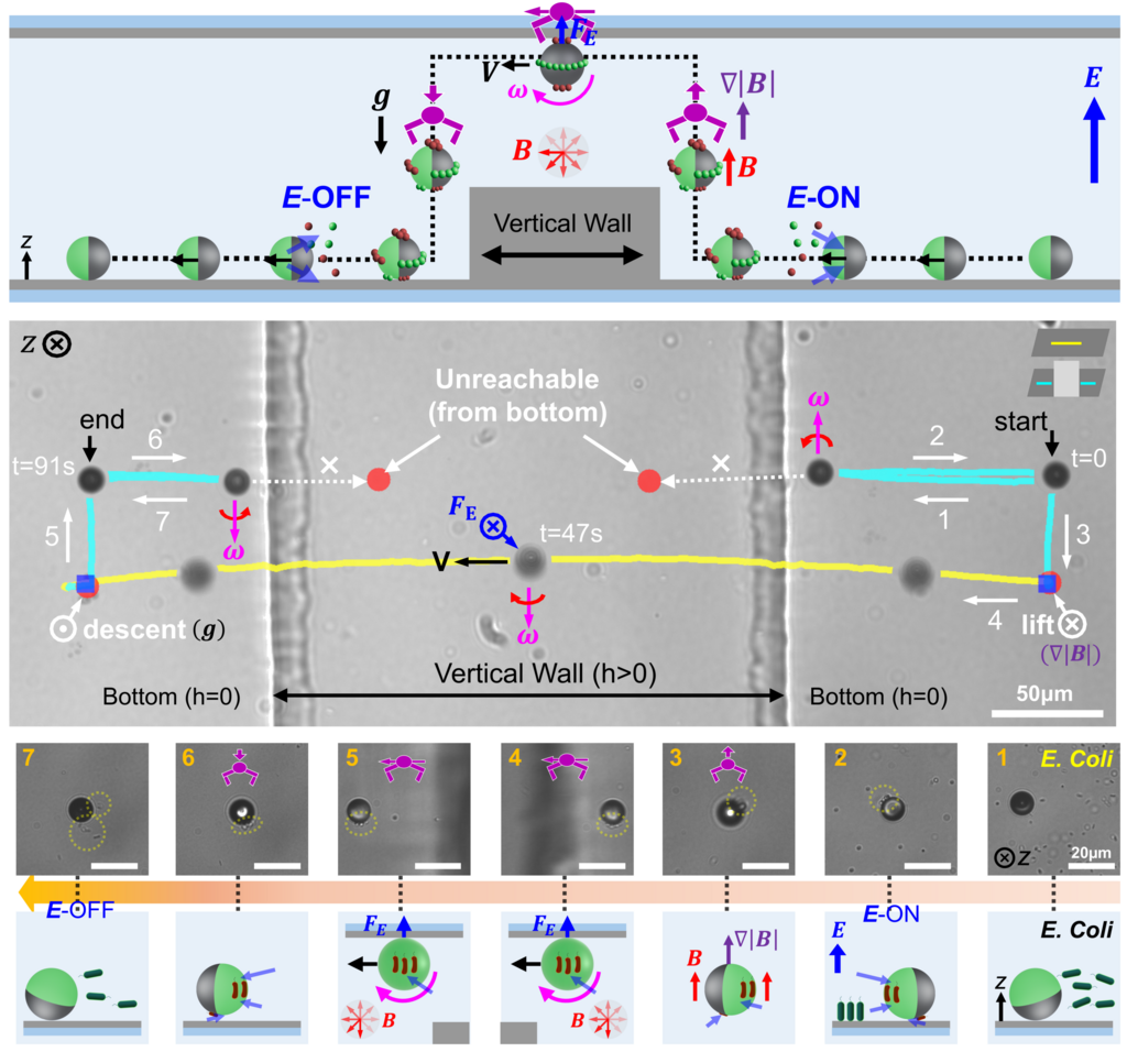 Diagram showing how Tel Aviv University’s micro-robots combine magnetic and electric fields to move between surfaces, cross obstacles and capture, transport and release microscopic cargo
(Illustration: Tel Aviv University) המיקרו-רובוטים נעים ומבצעים משימות במרחב תלת-ממדי. הדמיה