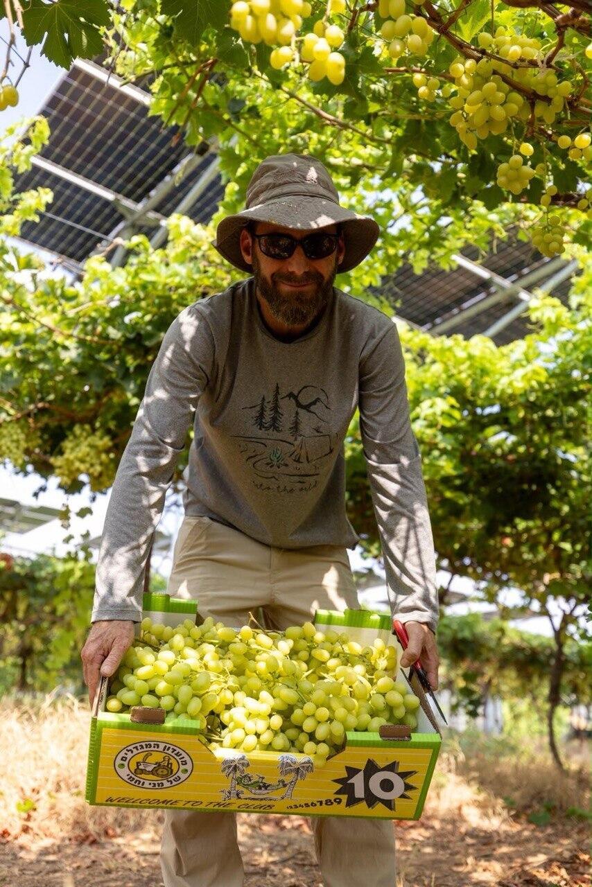 The solar panels generate renewable electricity from sunlight, while also providing shade that protects the vines from the valley’s extreme heat (Photo: Eitan Barnet) יבול יפה של ענבים
