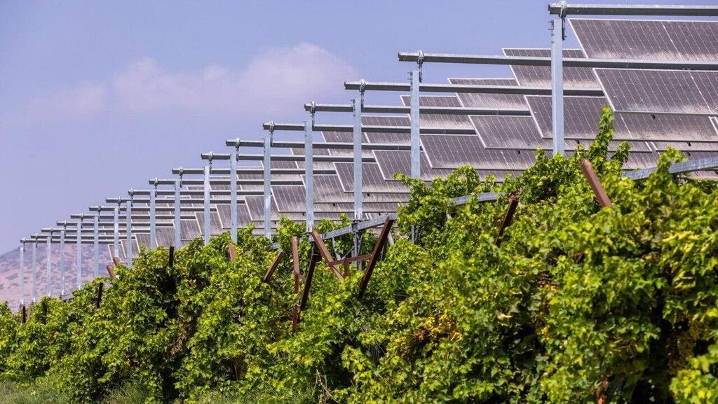 Grapes and green energy together (Photo: Eitan Barnet) גם ענבים וגם חשמל ירוק