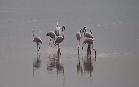 First flamingos of the season at the KKL-JNF Hula Lake (Photo: Inbar Shlomit Rubin) First flamingos of the season at the KKL-JNF Hula Lake