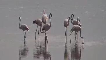 First flamingos of the season at the KKL-JNF Hula Lake