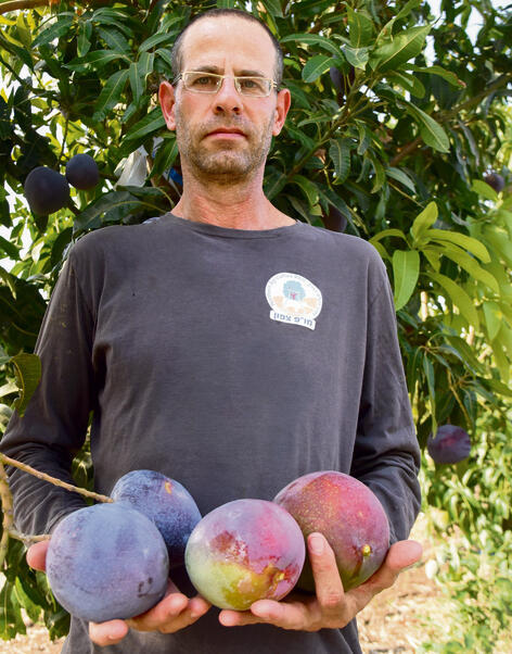 Dr. Navot Galpaz. He leads the project in cooperation with the Ministry of Agriculture and Food Security and the Mango Board at the Fruit Division (Photo: Avihu Shapira) ד"ר נבות גלפז עם המנגו בשלל גווניו