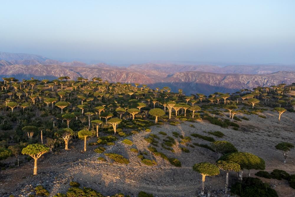 Dracaena cinnabari (Socotra) (Photo: Indi_kator / shutterstock) עץ דם הדרקון הייחודי (Dracaena cinnabari) באי סוקוטרה (Socotra)