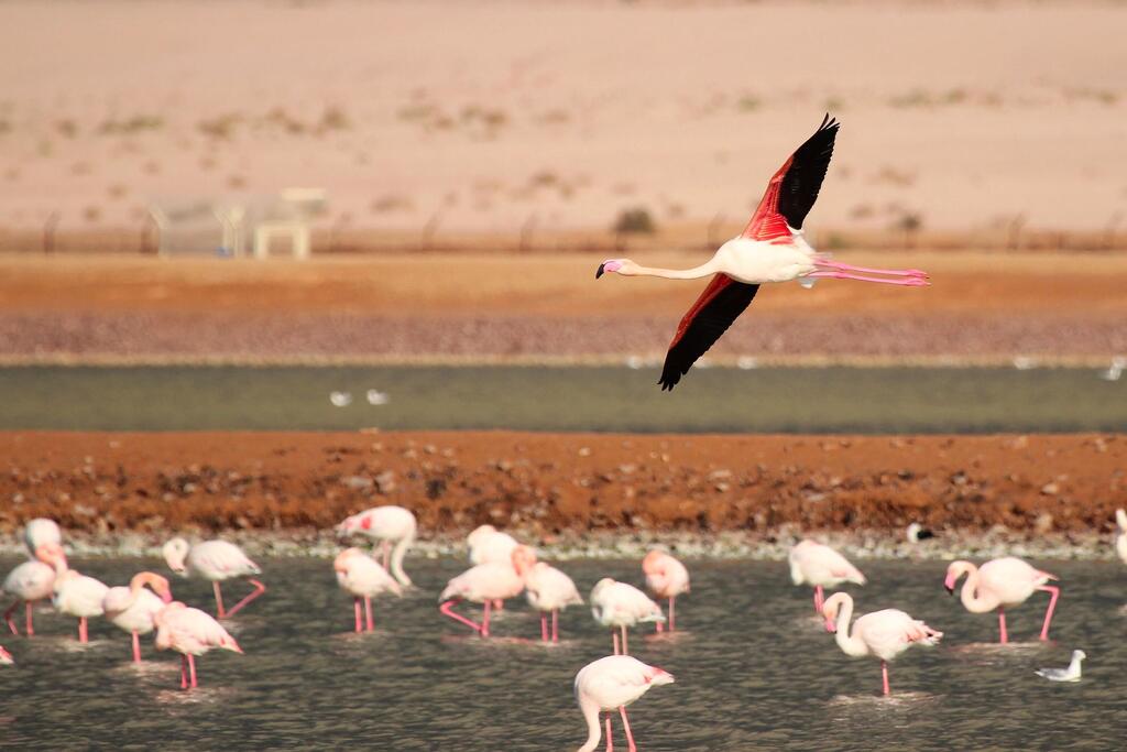 The flamingo ponds at the Eilat Bird Sanctuary (Photo: Noam Weiss) The flamingo ponds at the Eilat Bird Sanctuary