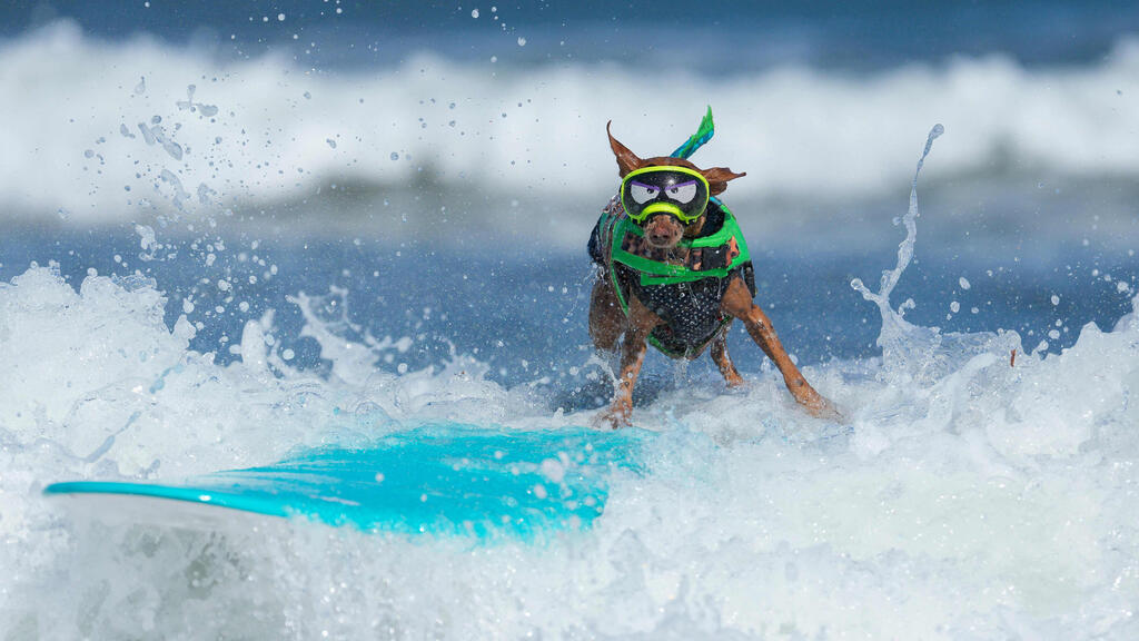 Rusty catches a wave (Photo: Godofredo A. Vásquez/AFP) ראסטי, כלב הפינצ'ר של סופיה סדלובסקי, תופס גל על הגלשן שלו
