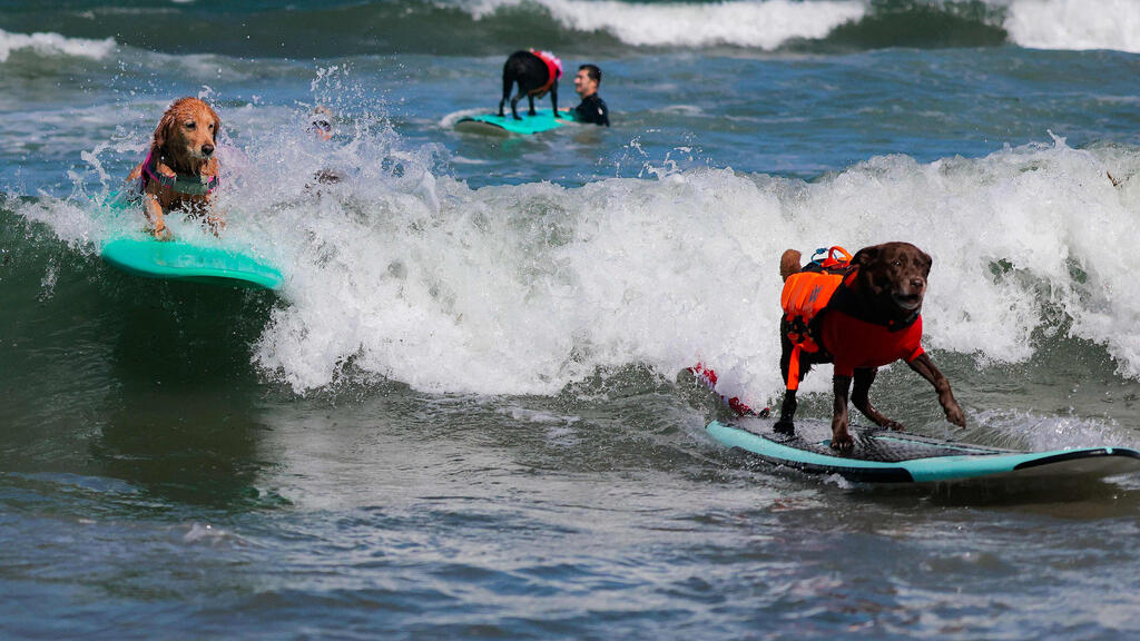 Coming back to shore (Photo: Heather Diehl/Getty Images/AFP) כלבים מגזעים שונים תופסים גלים בחופי פסיפיקה