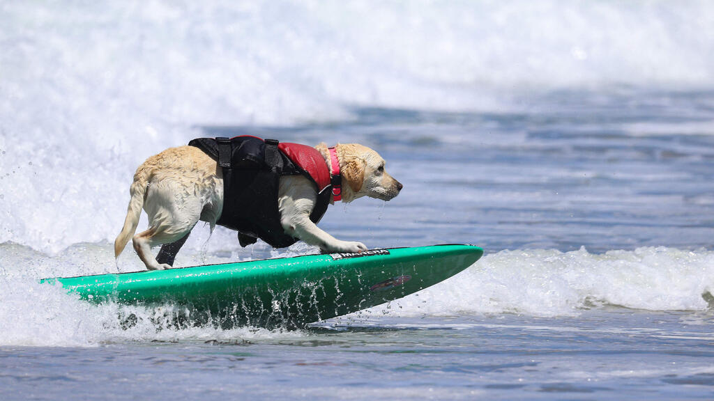 Rosie, a Labrador retriever, catches waves on her surfboard (Photo: Heather Diehl/Getty Images/AFP) רוזי, כלבת לברדור, תופסת גלים על הגלשן שלה