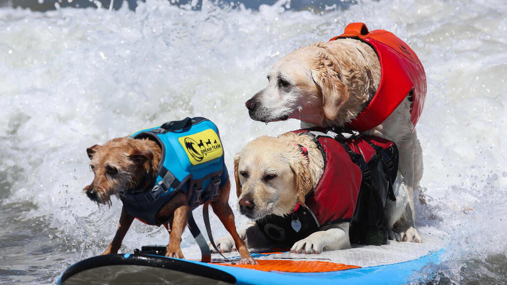 These dogs participate in a tandem surfing event (Photo: Heather Diehl/Getty Images/AFP) שלושה כלבים על גלשן אחד, בתחרות הגלישה שנערכה בקליפורניה
