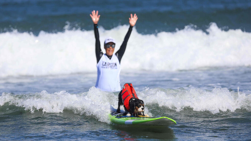 This dog's owner is cheeringhim on (Photo: Heather Diehl/Getty Images/AFP) כלב זוכה לעידוד בעליו בתחרות גלישת הגלים לכלבים שנערכה בעיירת החוף פסיפיקה