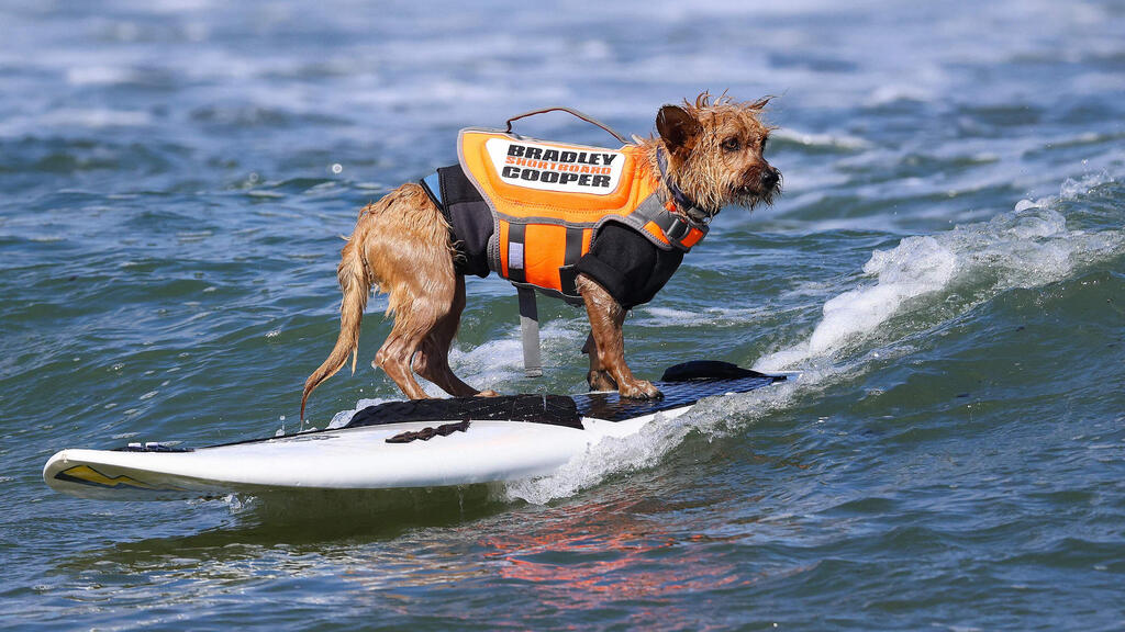 Showing confidence on the surf board (Photo: Heather Diehl/Getty Images/AFP) אחד מהכלבים שהתשתתפו בתחרות הגלישה לכלבים שנערכה בקליפורניה