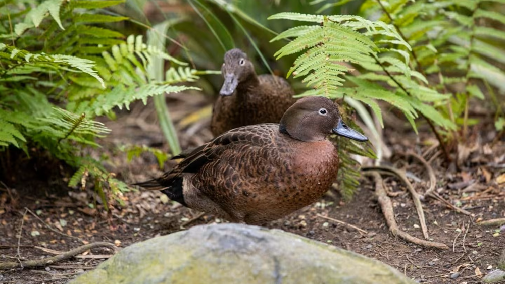 A pair of pāteke ducks in New Zealand (Photo: RNZ/Nate McKinnon) זוג ברווזי פאטקה בניו זילנד