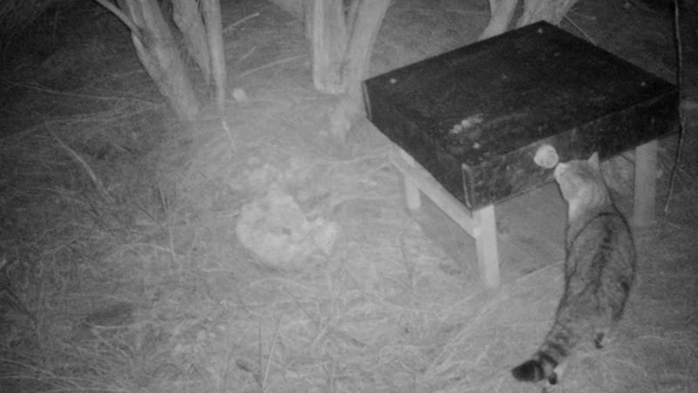 ‘Nine Lives,’ as captured by one of the trail cameras placed across the Purerua Peninsula in northern New Zealand (Photo: Pest Free Purerua-Mataroa) "תשע נשמות", כפי שתועד באחת ממצלמות המעקב שפוזרו ברחבי חצי האי פוררואה בצפון ניו זילנד